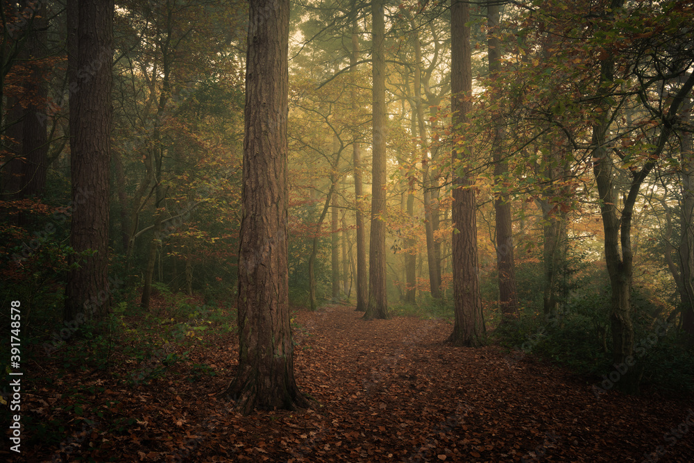 Fototapeta premium Pines in a Misty woodland, Harrogate