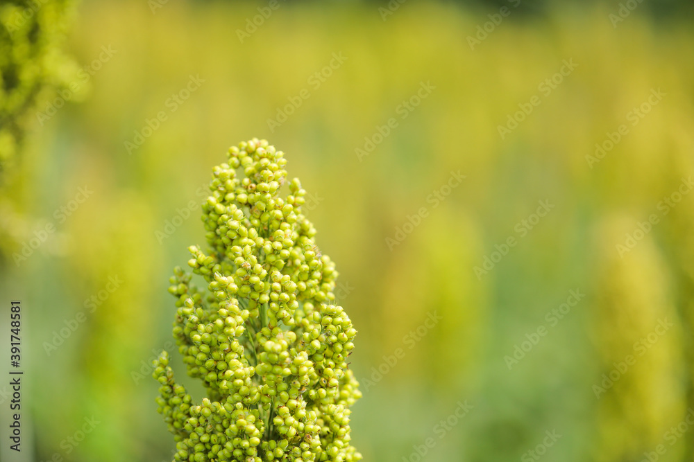 sorghum or jowar grain field sorghum or jowar grain field
