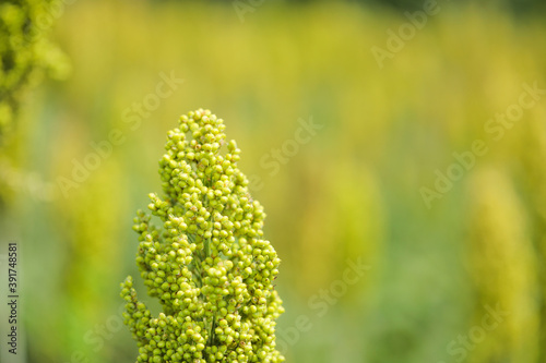 sorghum or jowar grain field