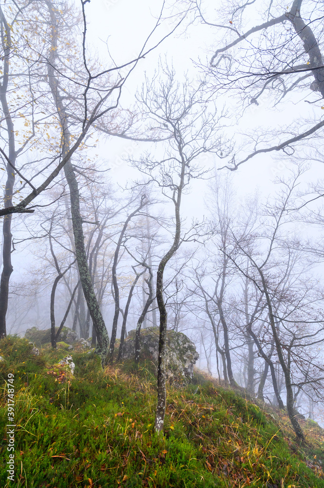 Outumn trees and rocks on foggy mountain