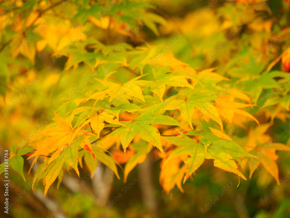Yellow Japanese maple leaves (Tochigi, Japan) Yellow Japanese maple leaves (Tochigi, Japan)