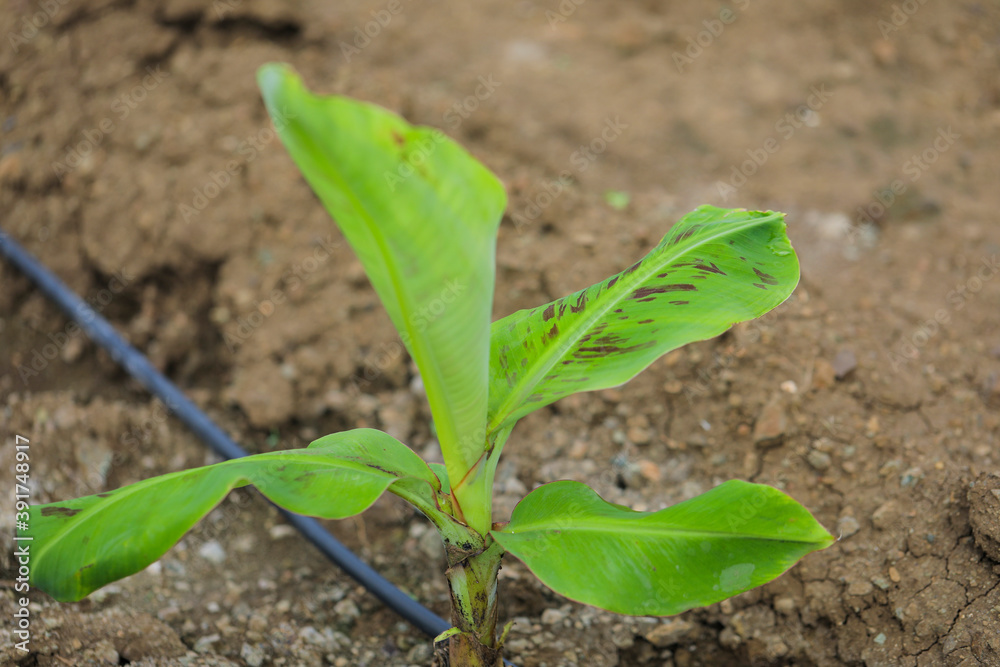 Fototapeta premium Banana tree plantation at field