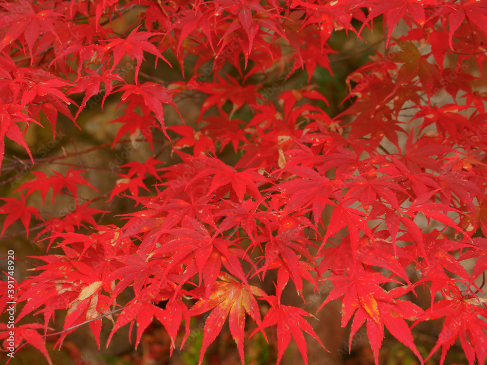 Red Japanese maple leaves (Tochigi, Japan) Red Japanese maple leaves (Tochigi, Japan)