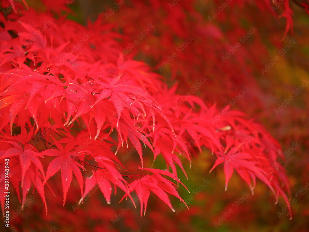 Red Japanese maple leaves (Tochigi, Japan)