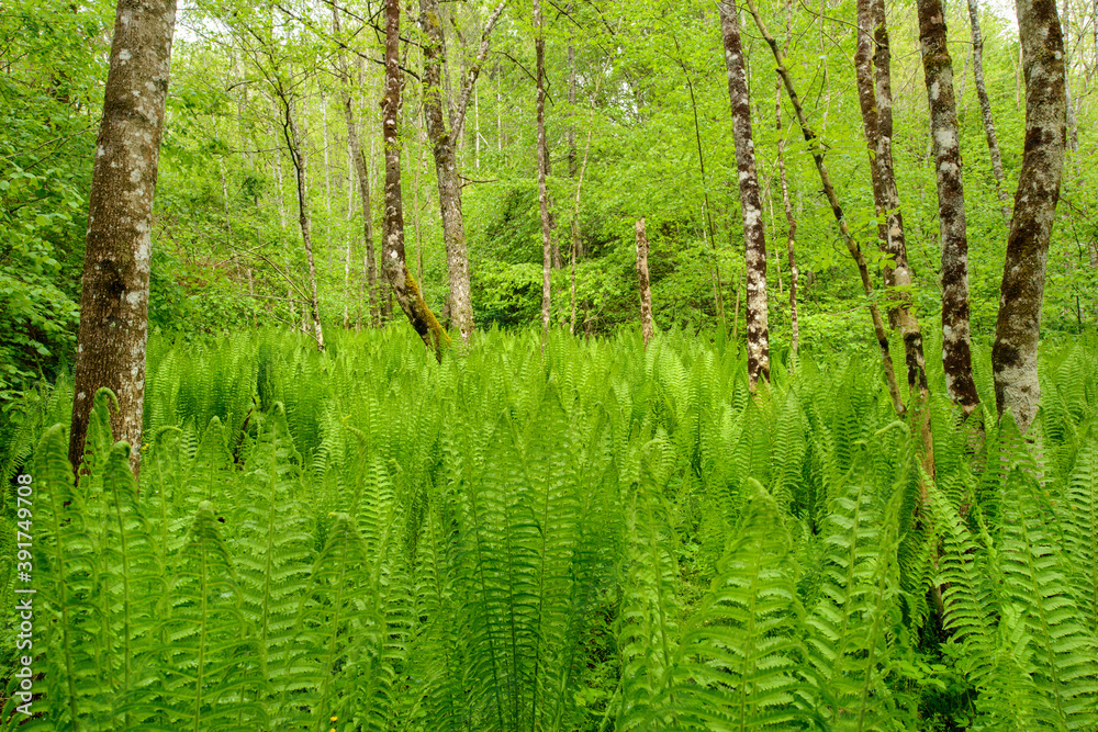 Fresh green fern and leaves in spring Fresh green fern and leaves in spring