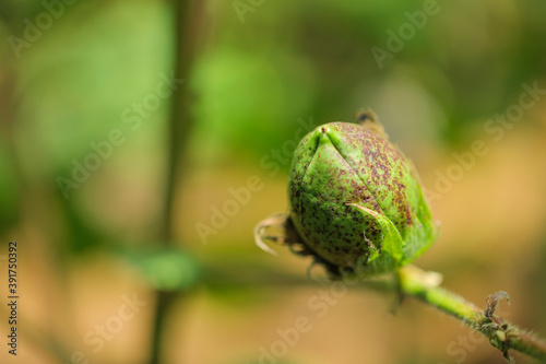 green cotton fruit in cotton field