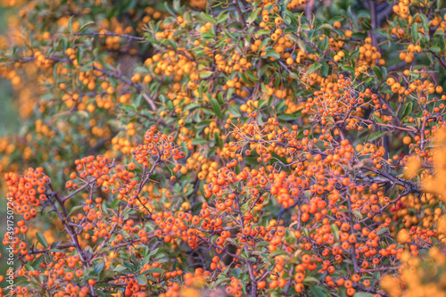 Bright yellow autumn berries of a pyracantha bush. Garden plant 