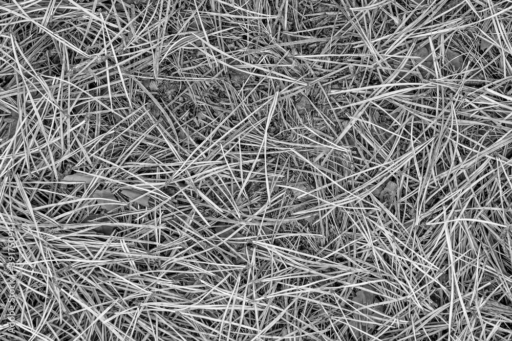 fall gray lying pine needles season background, autumn black and white nature texture of a ground, monochrome fallen pine-needles backdrop