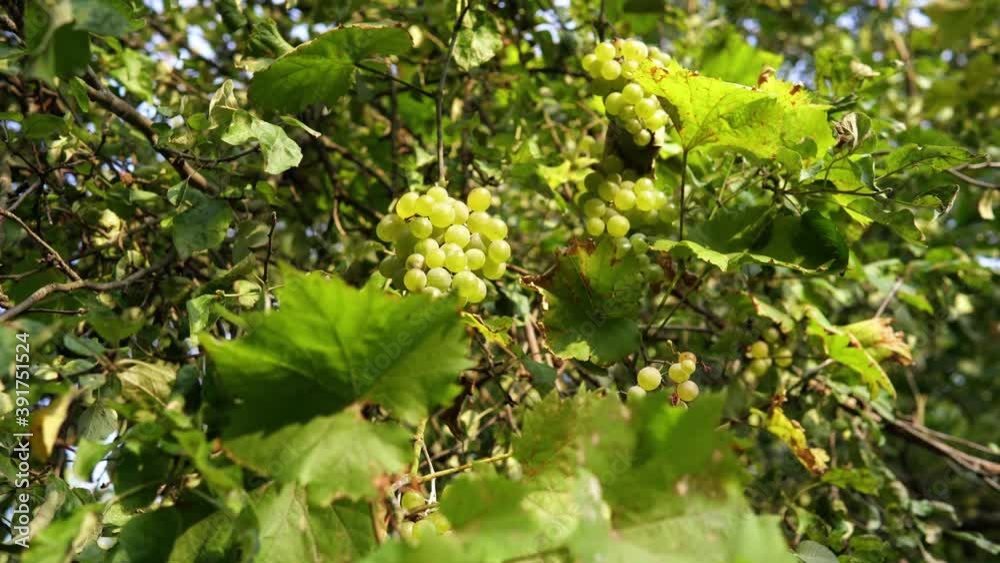 Clusters of ripe white grapes grow on the branches of a vineyard in the garden. Nature background. Clusters of ripe white grapes grow on the branches of a vineyard in the garden. Nature background.
