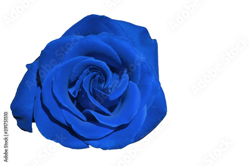 Blue Rose - Top view fresh single bloom flower isolated white background with clipping path - for valentine love concept , Floral Object and beautiful detail 
