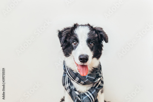 Funny studio portrait of cute smiling puppy dog border collie wearing warm clothes scarf around neck isolated on white background. Winter or autumn portrait of little dog. © Юлия Завалишина