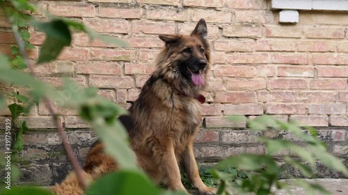 A German Shepherd dog, tongue sticking out, sits near an old brick wall, then reacts to some sound.