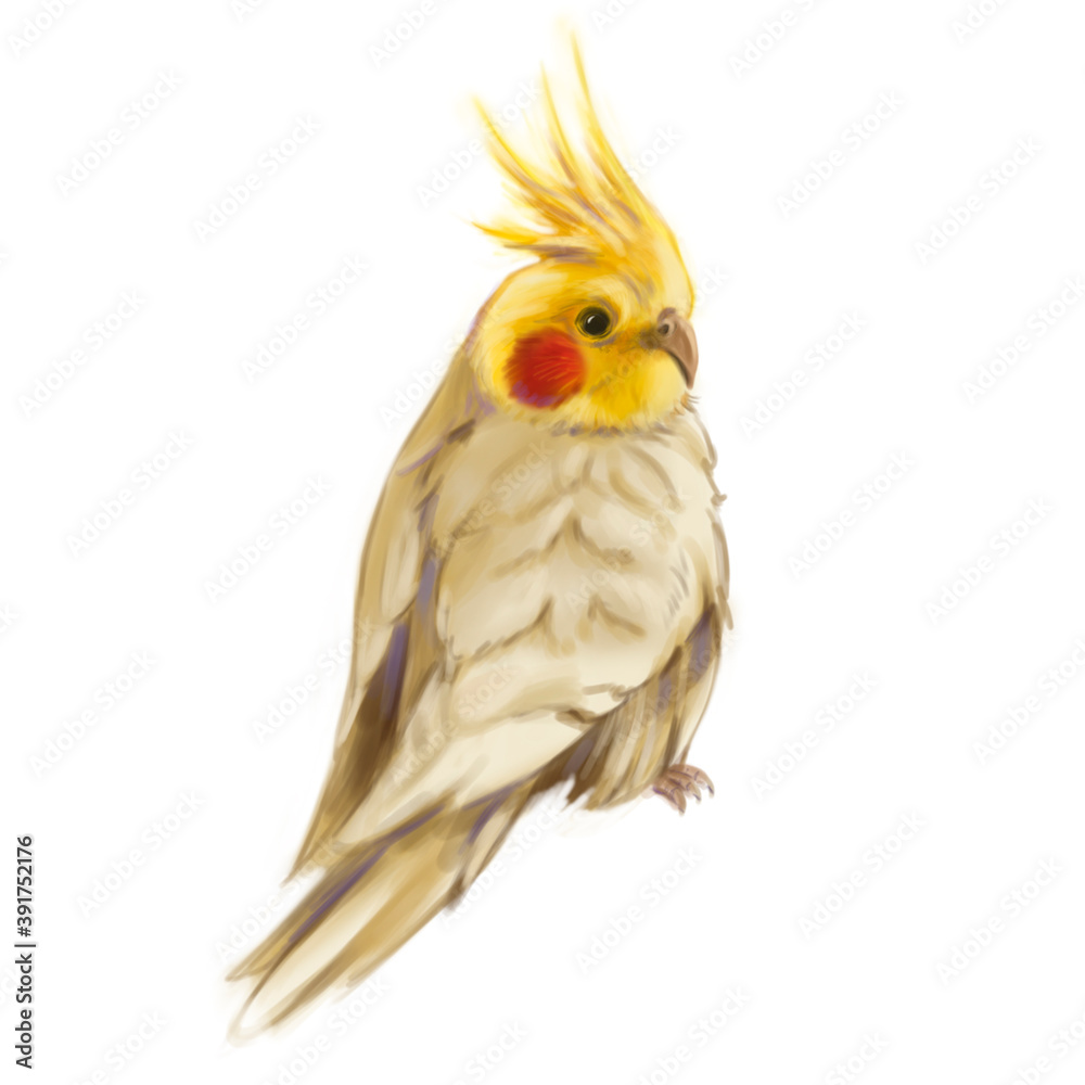 Obraz premium Parrot bird lovebird small birds