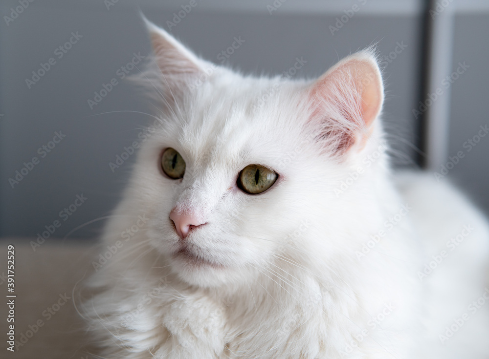 Close-up of the white posh fluffy cat of Turkish Angora breed. It lies on the bed and looks away Close-up of the white posh fluffy cat of Turkish Angora breed. It lies on the bed and looks away