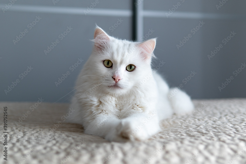 A white posh fluffy cat of Turkish Angora breed, outstretched its paws forward, lies on the bed and looks in the camera