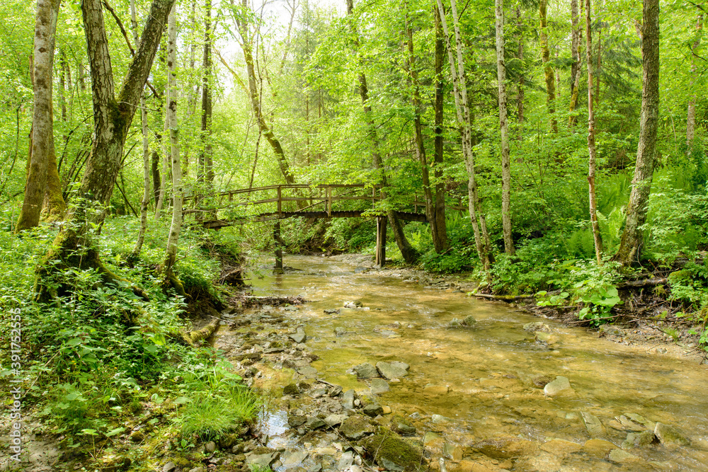 Wooden bridge over creek  in the green spring woods