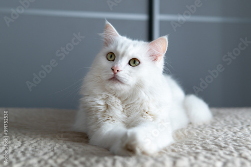 Obraz na płótnie A white posh fluffy cat of Turkish Angora breed, outstretched its paws forward,