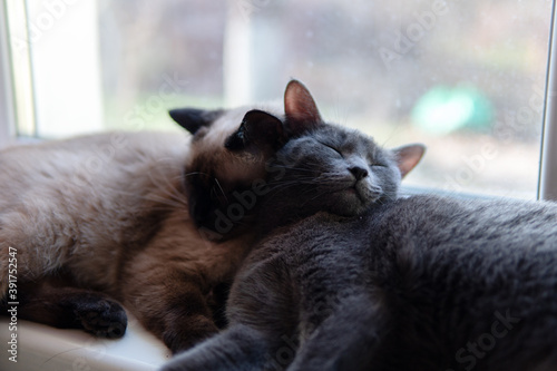 Obraz na plátně Two cats sleep leaned against to each other on the windowsill
