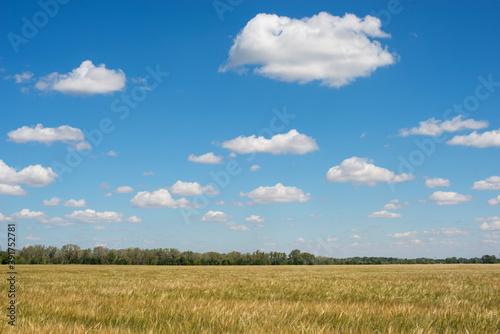 a hot summer day with a blue sky over a field of Golden wheat