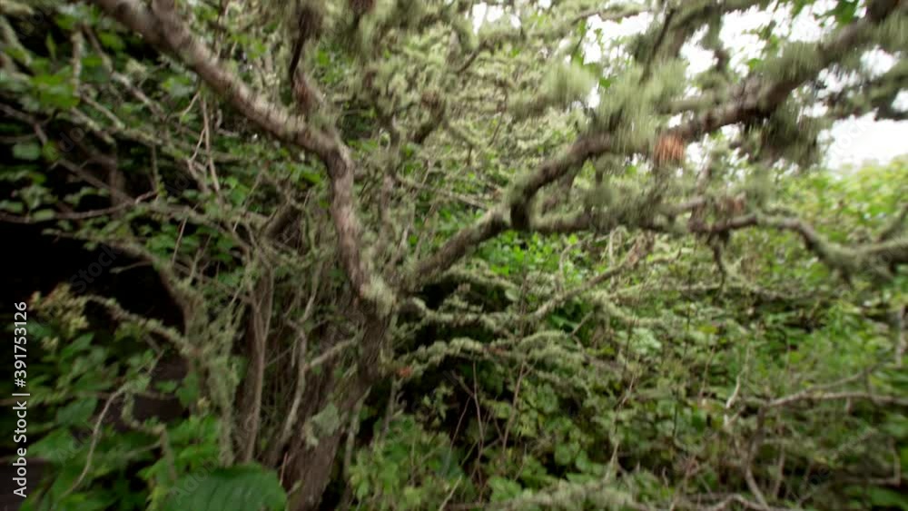 Beautiful long moss that covers tree branches Beautiful long moss that covers tree branches