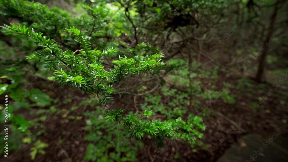 Close view of yew branch with small green firs Close view of yew branch with small green firs