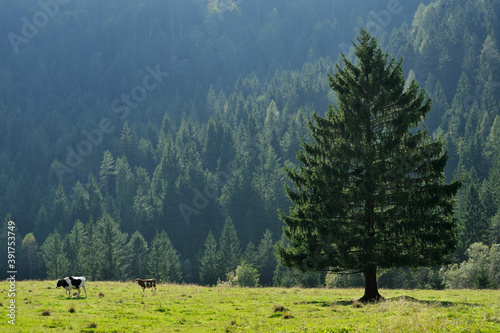 Spruce tree in scenic mountain walley
