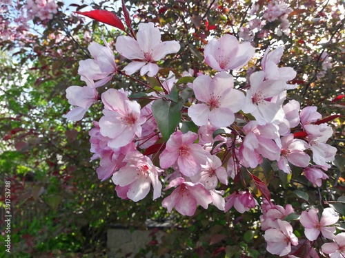 розовая яблоня