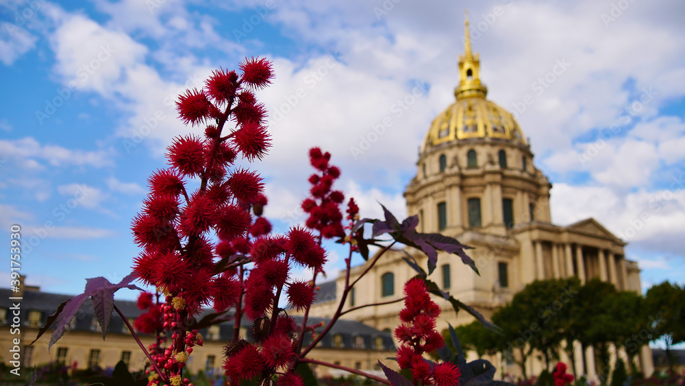 Beautiful red colored blossom of poisonous ricinus communis (castor bean, castor oil  plant) in front of historic Les Invalides cathedral in France, Paris. Focus on blooming flower heads in front.