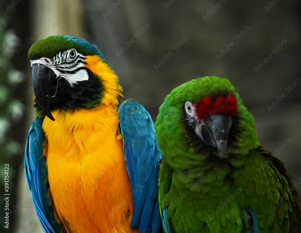 Two handsome green and blue parrots flaunt in the jungle Two handsome green and blue parrots flaunt in the jungle