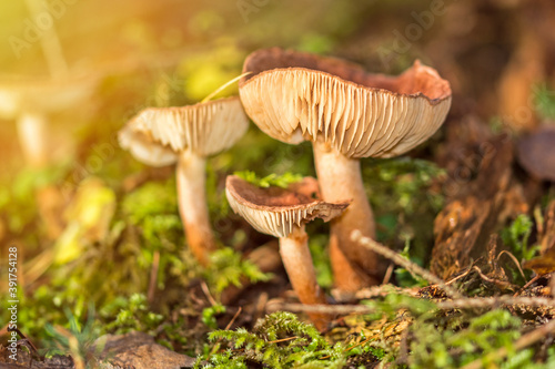 Brown mushrooms in the forest in scenic autumn sunlight