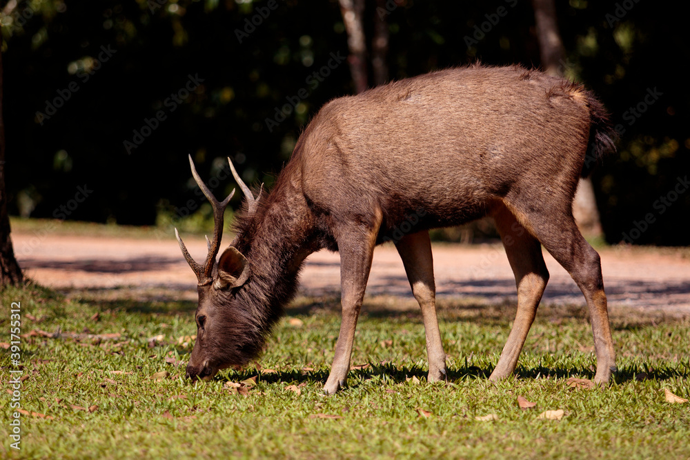 male sambar deer in khaoyai national park thailand male sambar deer in khaoyai national park thailand