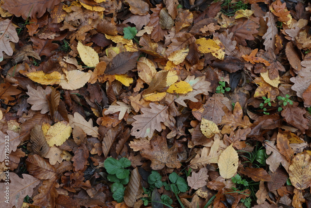 Fallen from a tree leaves in the forest in autumn Fallen from a tree leaves in the forest in autumn