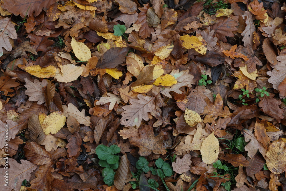 Fallen from a tree leaves in the forest in autumn