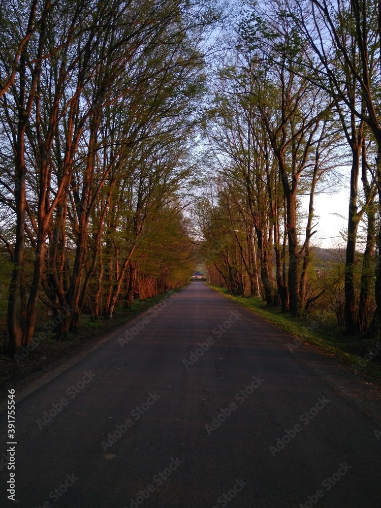 Fototapeta premium Droga wśród drzew