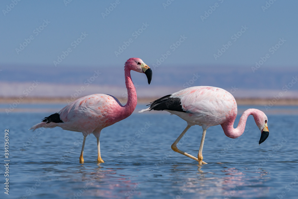 FLAMINGO-ANDINO - Phoenicoparrus andinus- Laguna Chaxa - San Pedro de Atacama - Chile FLAMINGO-ANDINO - Phoenicoparrus andinus- Laguna Chaxa - San Pedro de Atacama - Chile