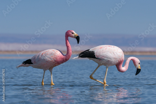 FLAMINGO-ANDINO - Phoenicoparrus andinus- Laguna Chaxa - San Pedro de Atacama - Chile