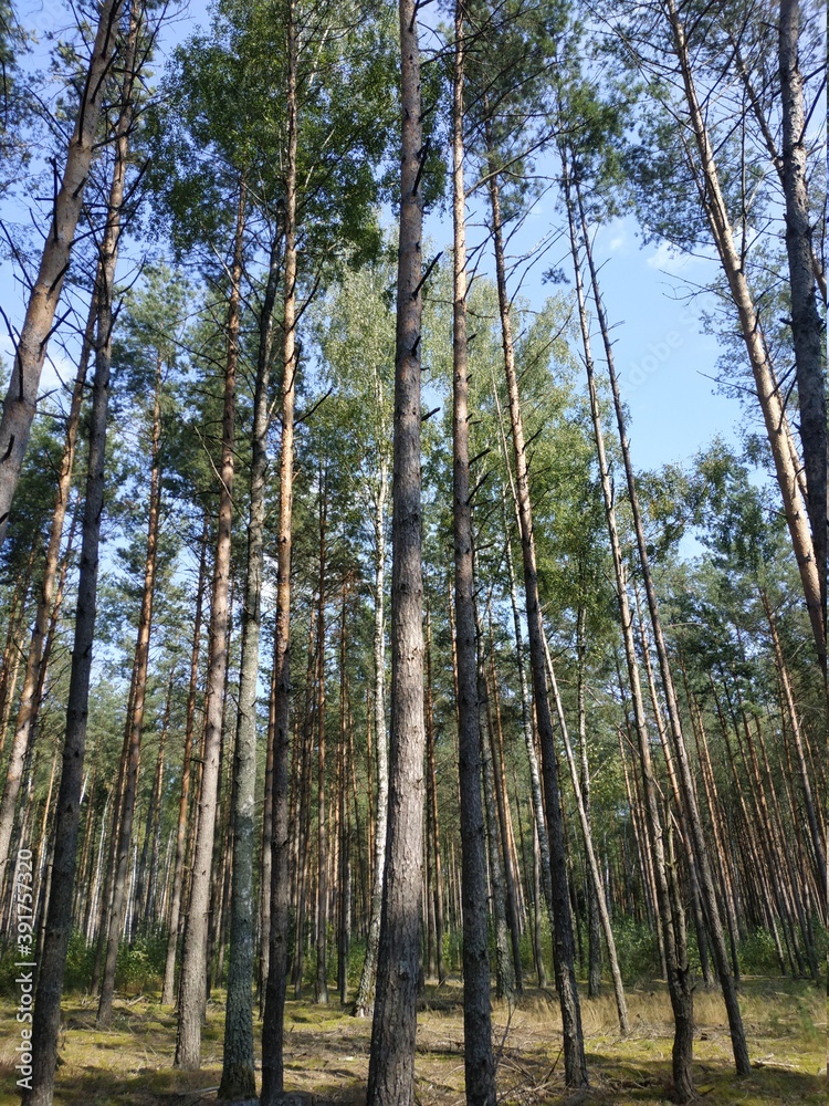 Fototapeta premium trees in the forest