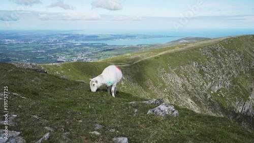 A sheep eating grass high in the Welsh mountains with a coastal view