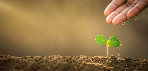 Earth day concept. Drop water on hand for growing tree. Protect the environment. Renewable energy for future. Global warming concept. Sustainable resources.