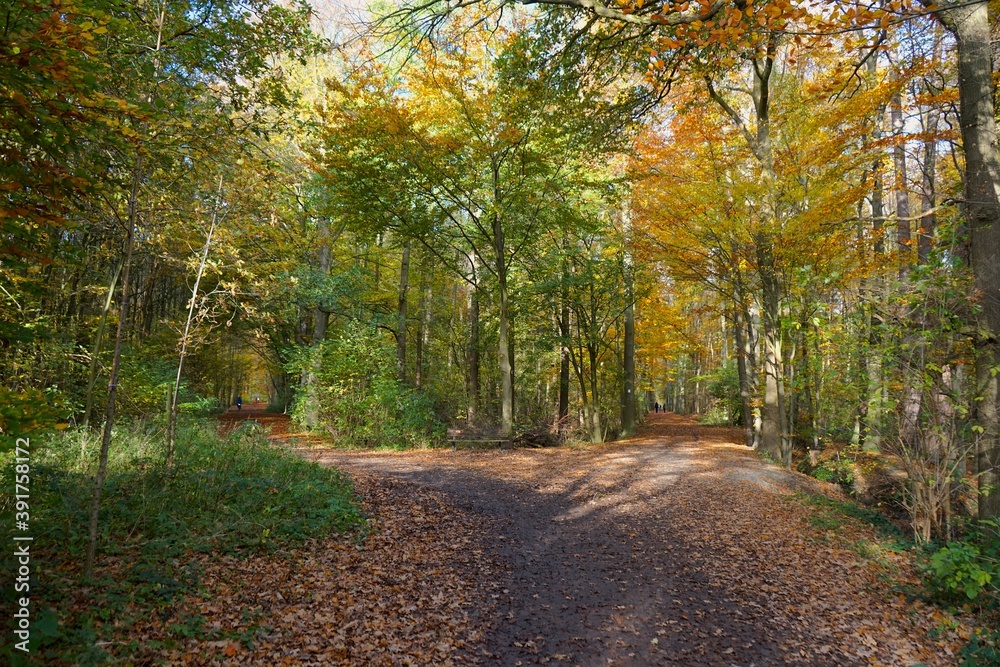 Gabelung von Wanderwegen im Wald im Herbst, Naherholung und Herbstwanderung 