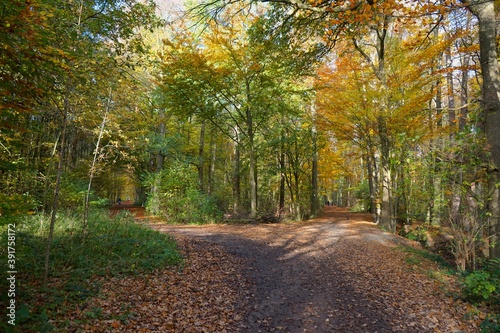 Gabelung von Wanderwegen im Wald im Herbst, Naherholung und Herbstwanderung 