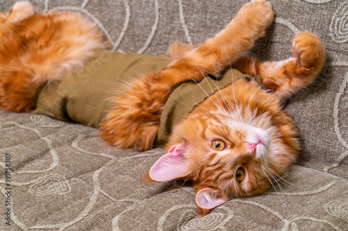 Young red cat of Maine Coon breed in post-operative bandage lying on sofa with its belly up. Recovery period after surgery. Castration and sterilization of pets. Spay day concept