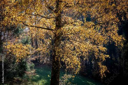 Fototapeta Naklejka Na Ścianę i Meble -  trees in autumn in Styria, Austria