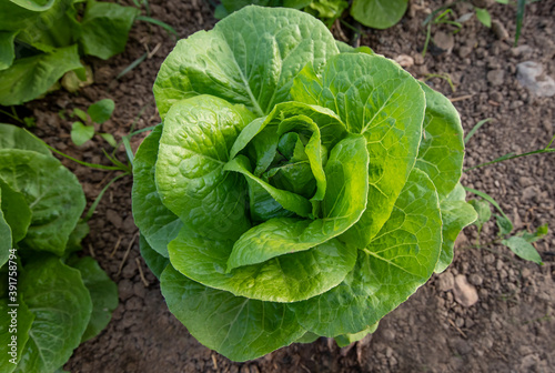 Organic lettuce growing in the soil. Fresh lettuce close-up. Salad plant. Organic food production. Agriculture