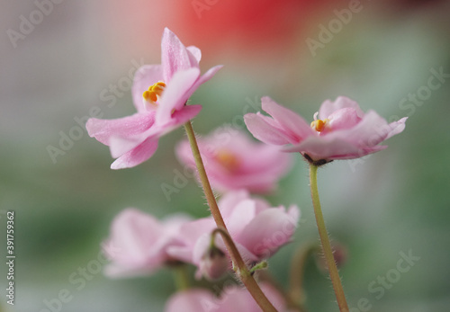 Fototapeta Naklejka Na Ścianę i Meble -  Pink flowers of violets. Macro photo.