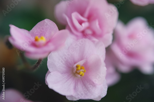 Pink flowers of violets. Macro photo.