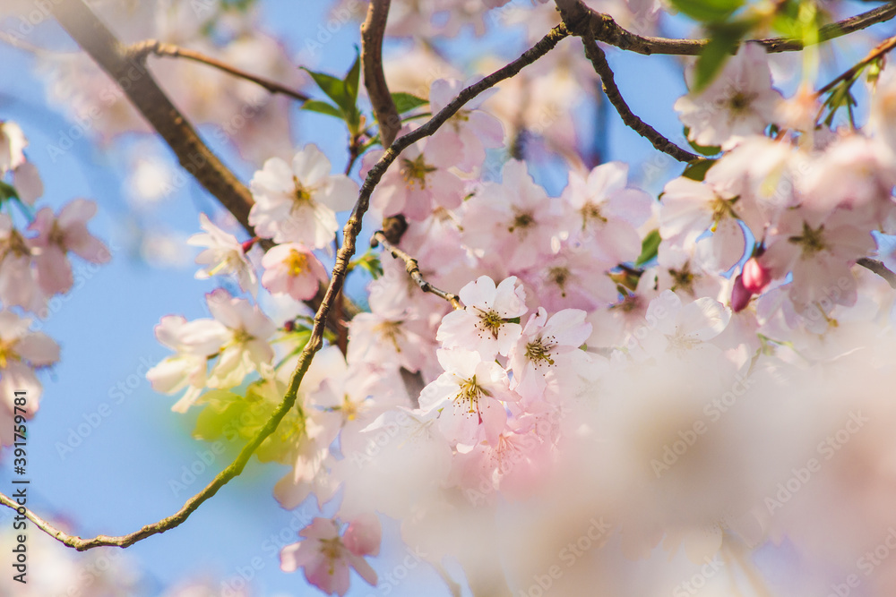 Spring flowers. Beautiful cherry blossoms on tree at sunny spring day. Floral background