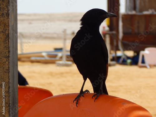 crow on the beach