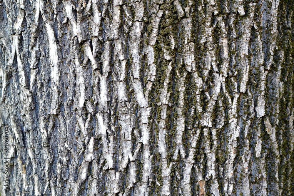Background of thick and wavy tree trunk