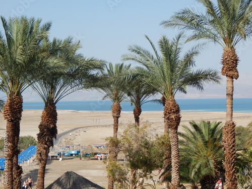 palm trees in the desert